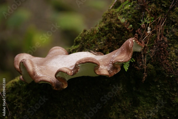 Obraz Fungus