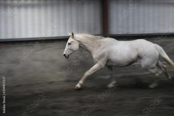 Obraz Horse movement