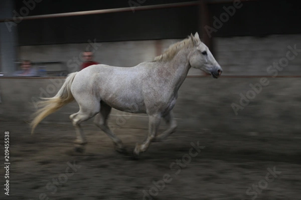 Obraz Horse movement