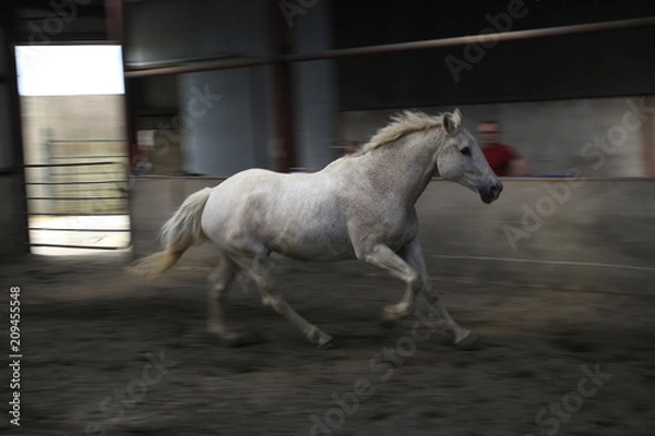 Obraz Horse movement