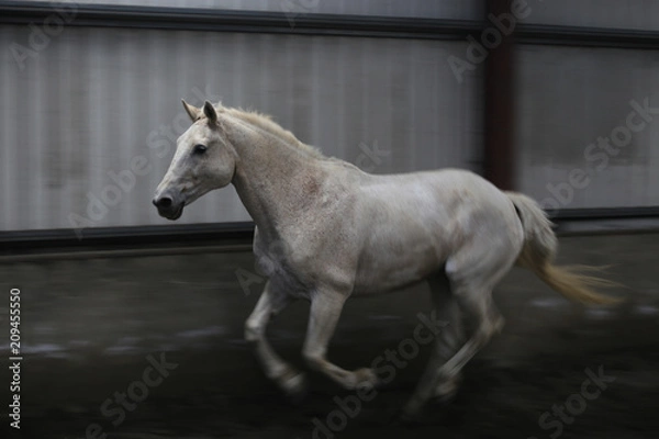 Obraz Horse movement