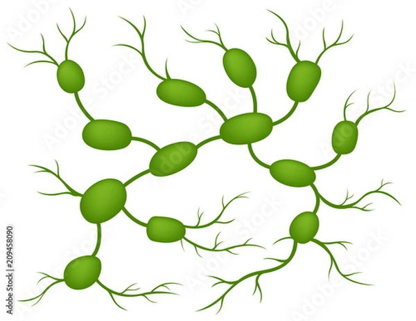 Obraz lymph nodes vector
