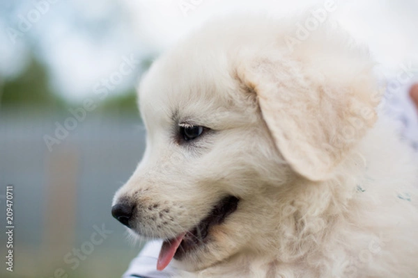 Fototapeta Close-up Portrait of a cute maremma puppy. Profile image of Adorable white fluffy puppy breed maremmano abruzzese dog