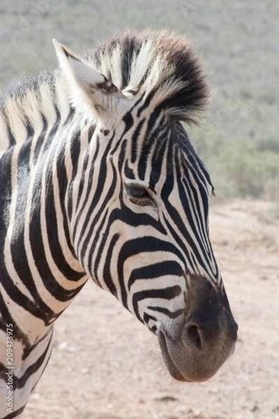 Obraz Zebra