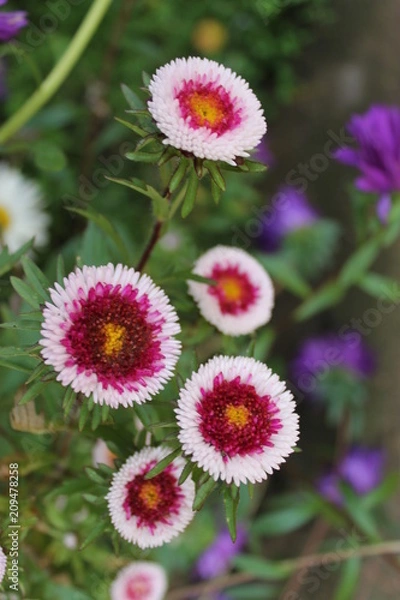 Obraz flower on garden