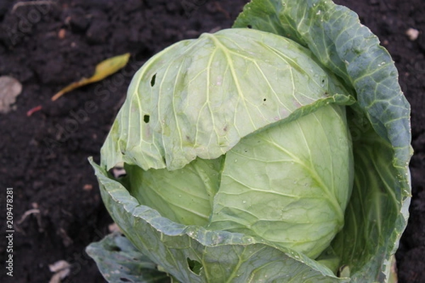 Obraz cabbage