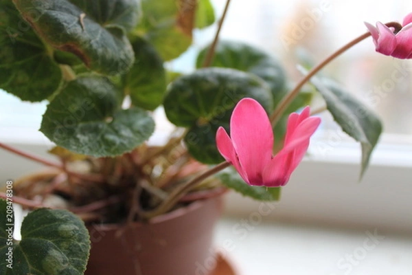 Obraz pink flower macro