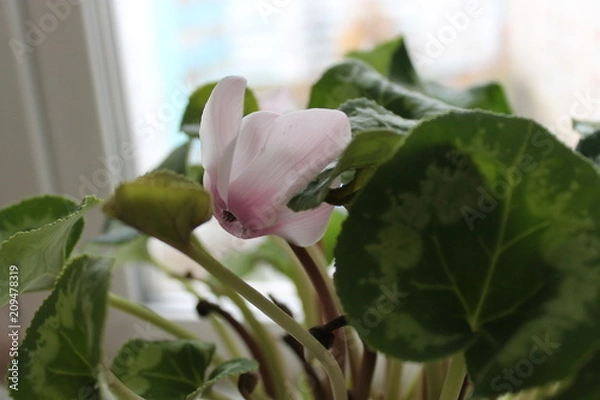 Obraz flower on window