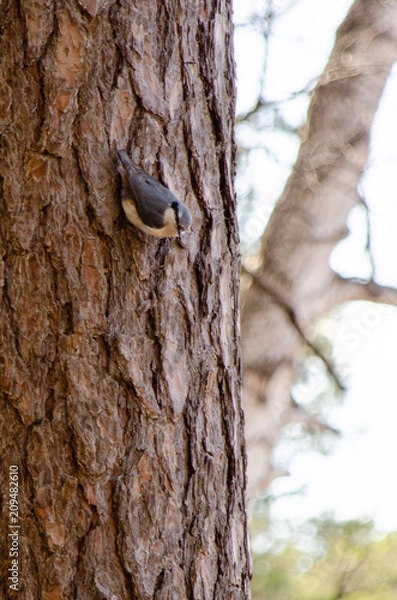 Obraz nuthatch perched on a tree