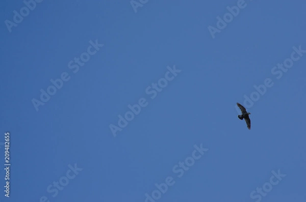 Obraz eagle flyies in the sky