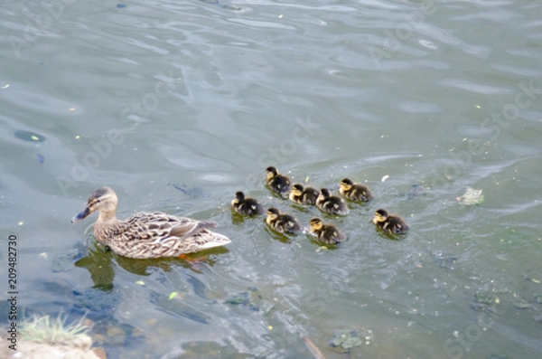 Obraz mother duck with ducklings