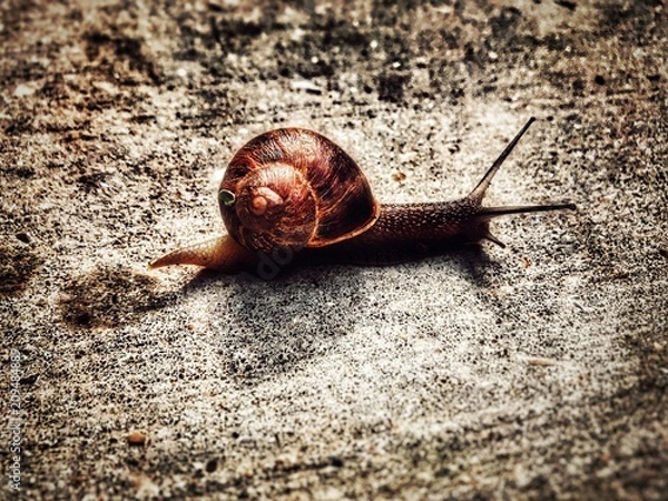 Obraz Escargot