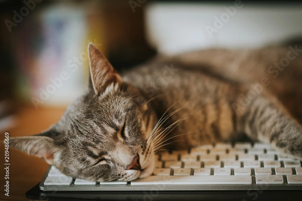 Fototapeta Cat sleeping on computer keyboard. Rest, resting, calm, relaxation, relax