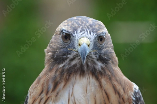 Fototapeta Red tailed hawk