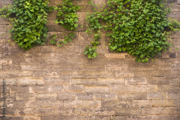 Fototapeta Old stone wall with plants in the upper part with place for text.