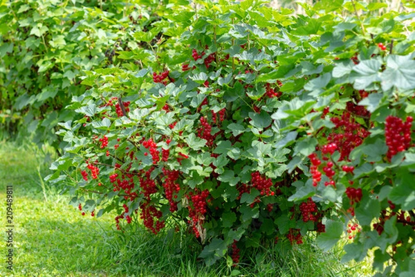 Obraz Bush of red currant with a lots of ripe red currant berries in summer