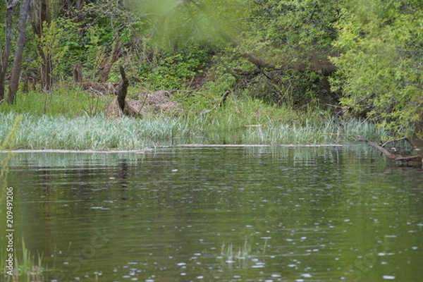 Obraz природа