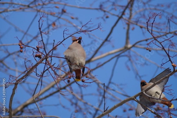 Obraz свиристели