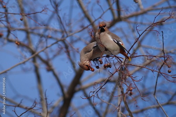 Obraz свиристели