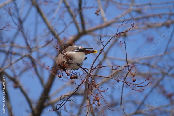 Fototapeta свиристели