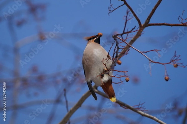 Fototapeta свиристели