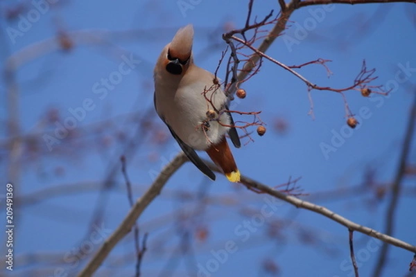 Obraz свиристели