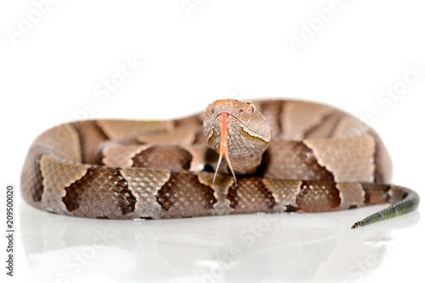 Obraz wschodniej zbliżenie Copperhead (Agkistrodon contortrix) na białym tle