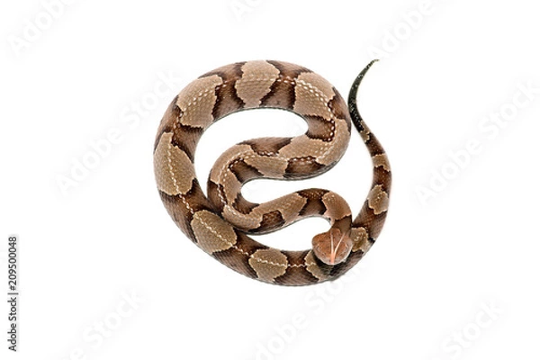 Obraz eastern Copperhead (Agkistrodon contortrix) close-up on white background