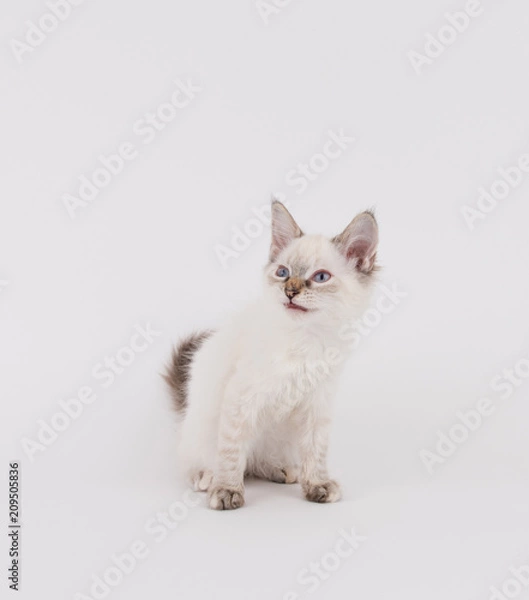 Fototapeta Young White Kitten with Brown Tips on Plain Background