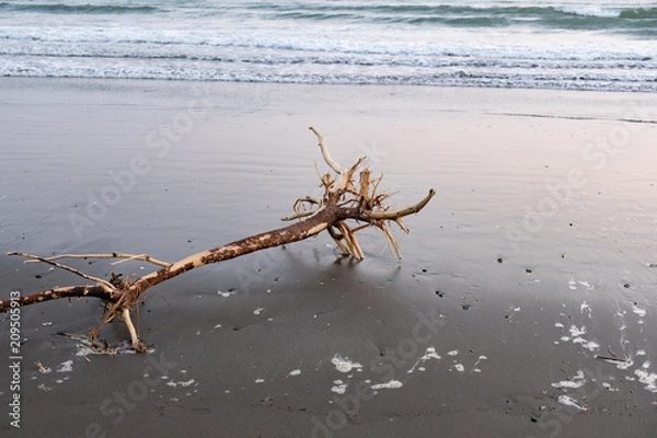 Fototapeta 台風通過後に青島海岸に打ち上げられた漂着ゴミ6