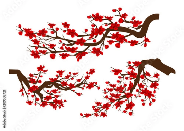 Fototapeta Branches of red blossoming sakura . Japanese cherry tree isolated white background. Chinese new year