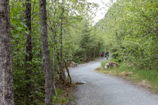 Obraz Trail at Mendenhall Glacier