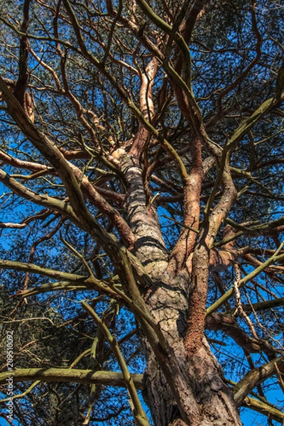 Fototapeta Tortured pine tree branches from below