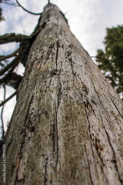 Obraz Stary pień martwy