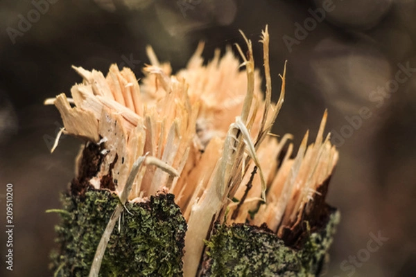 Fototapeta Broken branch close up macro