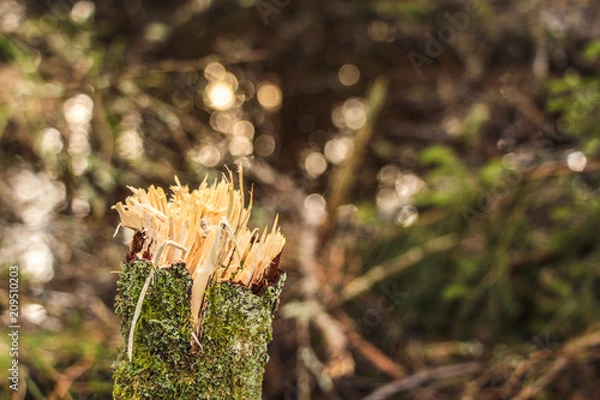 Fototapeta Broken branch close up macro