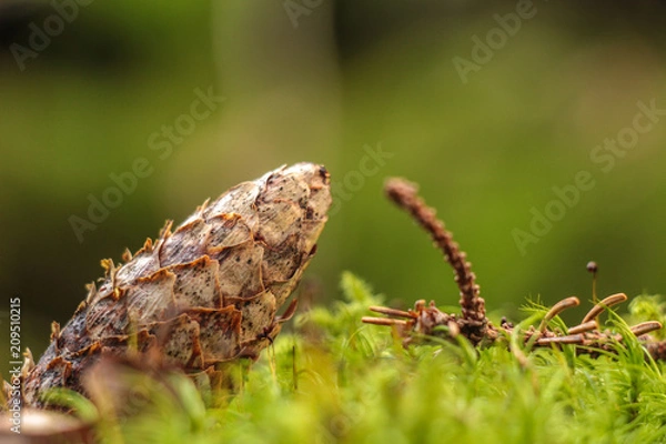 Fototapeta Pine cone on moss macro