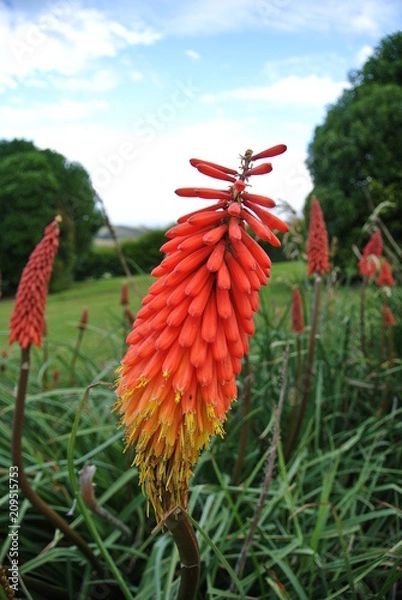 Fototapeta Red flowers