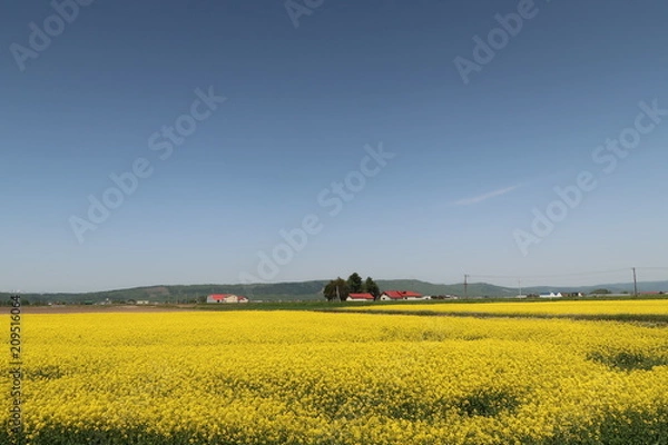 Fototapeta 菜の花