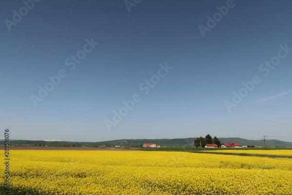Fototapeta 菜の花
