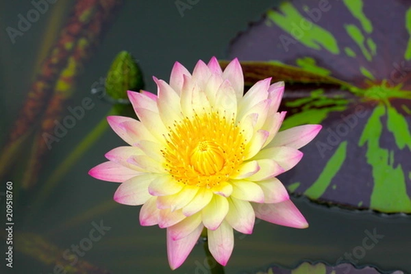 Fototapeta beautiful background waterlily flower , wallpaper