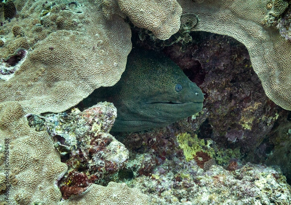 Fototapeta Giant morey eel hiding in the coral reef on the great barrier reef in Australia