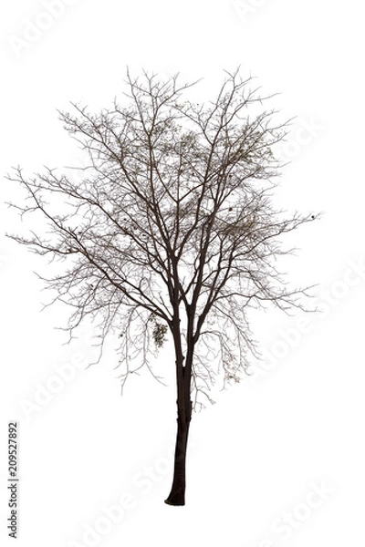Obraz Dead tree isolated on white background Suitable for use.