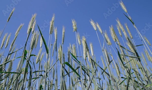 Obraz Wheat field in Denmark