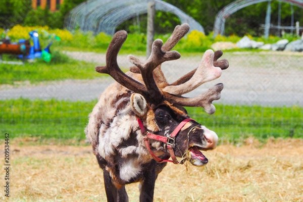 Obraz 日本唯一のトナカイ牧場／北海道 幌延町
