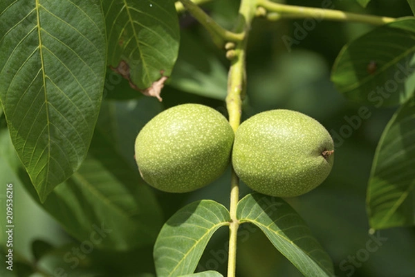 Fototapeta green walnut fruit