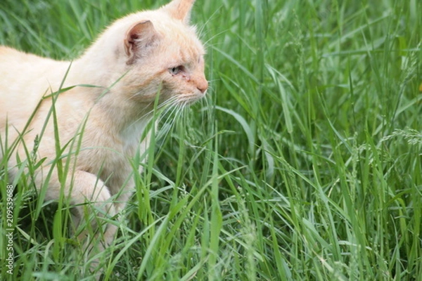 Fototapeta Cat уличные кошки