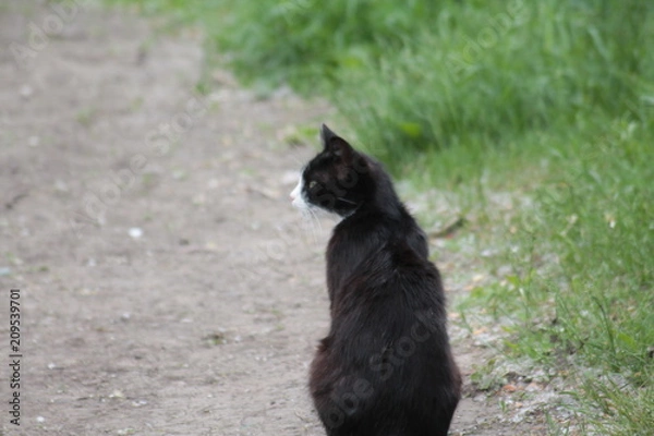 Fototapeta Cat уличные кошки