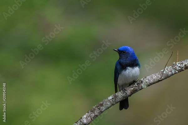 Fototapeta 新緑のオオルリ