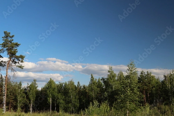 Fototapeta White clouds above the forest